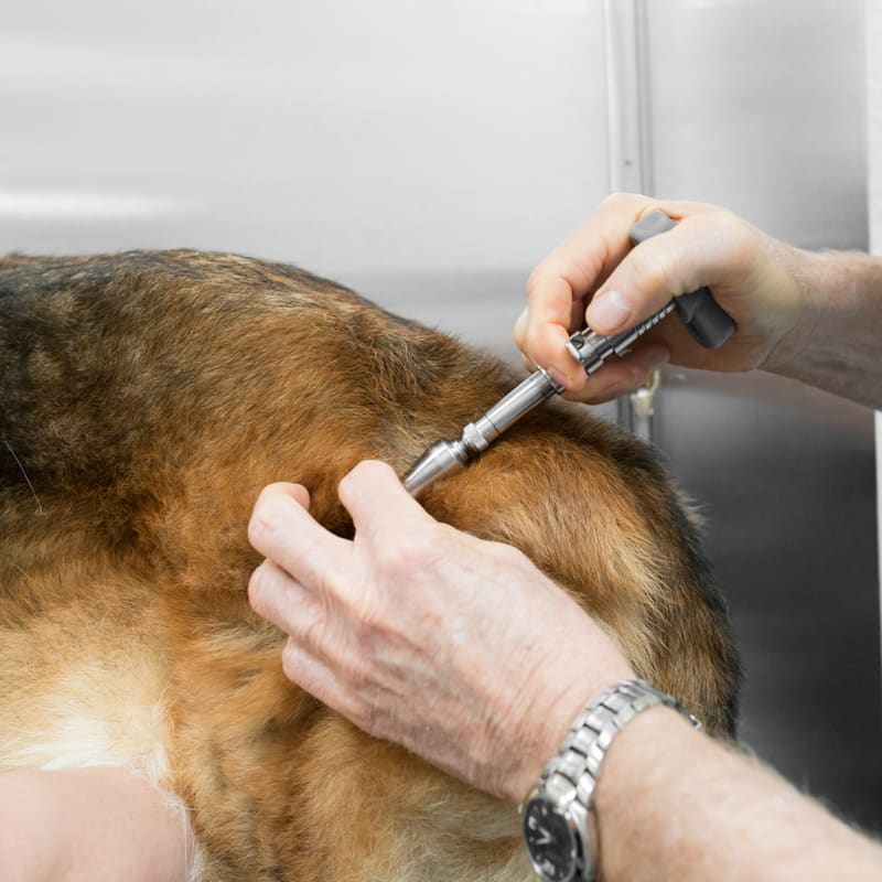 Veterinary Chiropractic Care for Cats & Dogs in Pleasant Hill