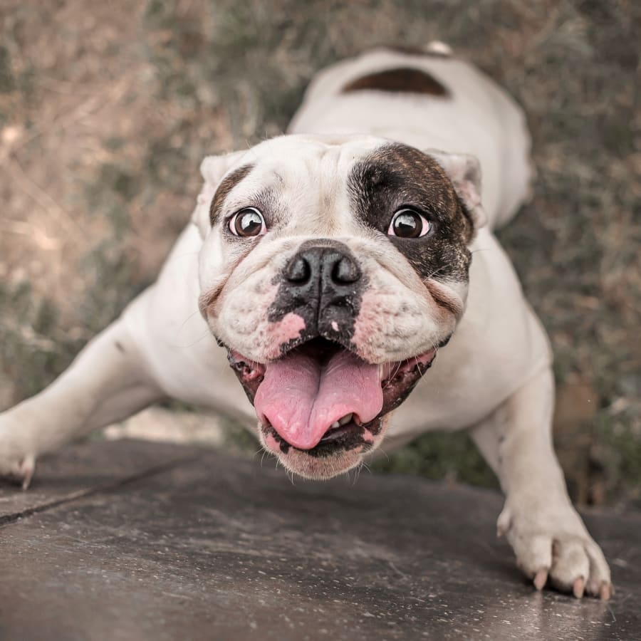 Happy dog after veterinary dentist appointement at Pleasant Hill Vet Clinic