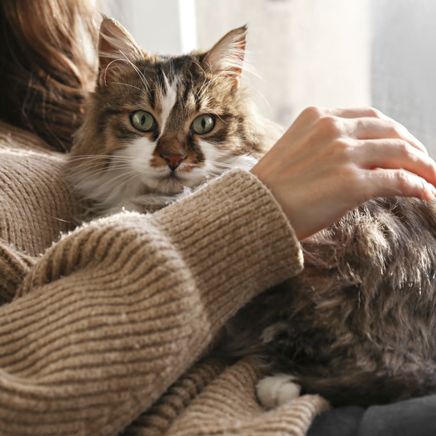 Cat & Dog Checkups in Pleasant Hill