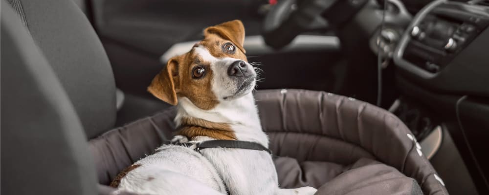 Dog Veterinarian in Pleasant Hill