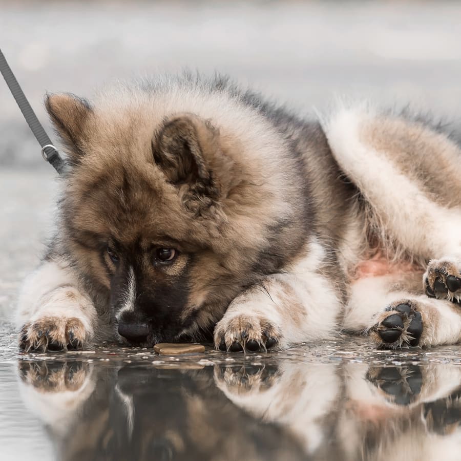 Puppies & Kittens, Pleasant Hill Veterinarians