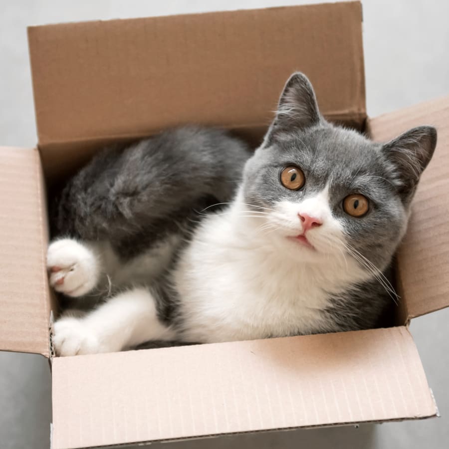 Vet Health Certificates For Traveling Pets in Pleasant Hill