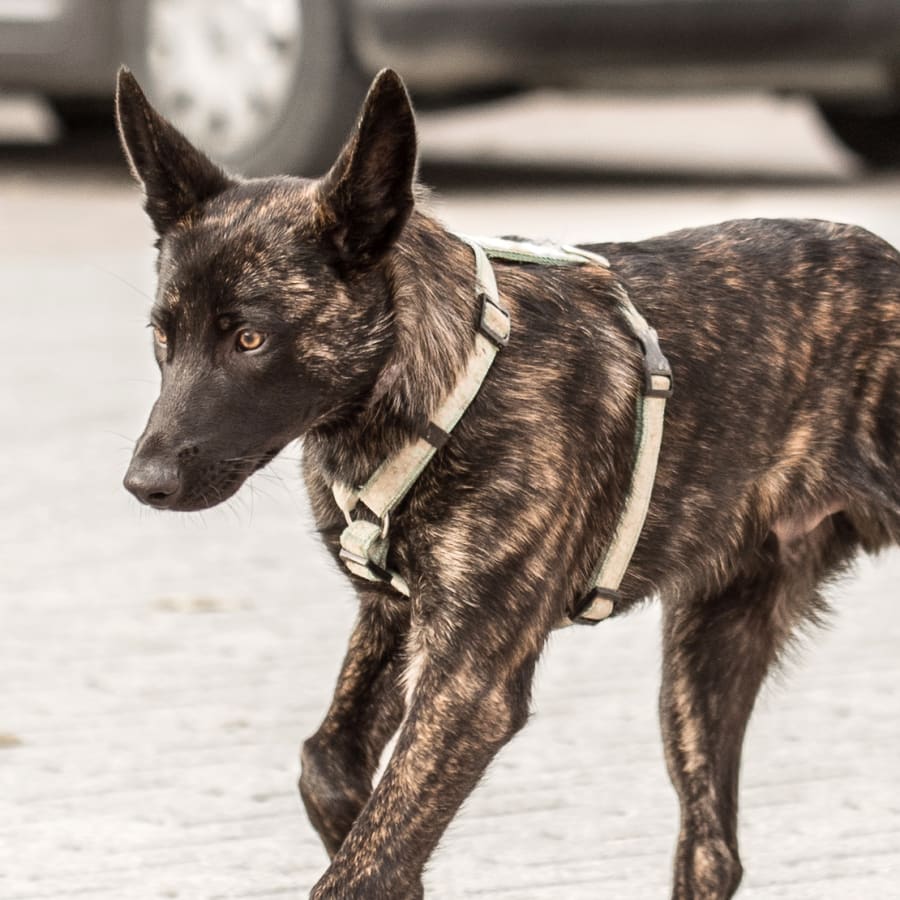 dog running after getting his preventive vaccine shot at Pleasant Hill animal clinic